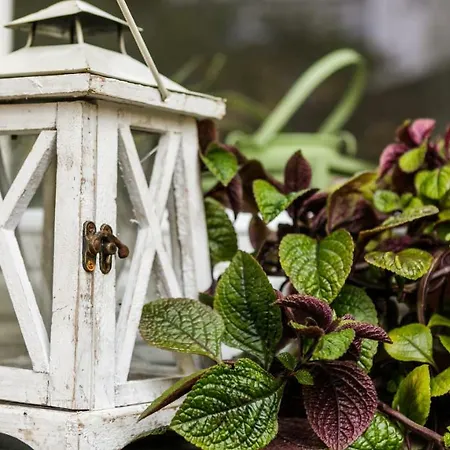 Apartment Miodowe Mieszkanko